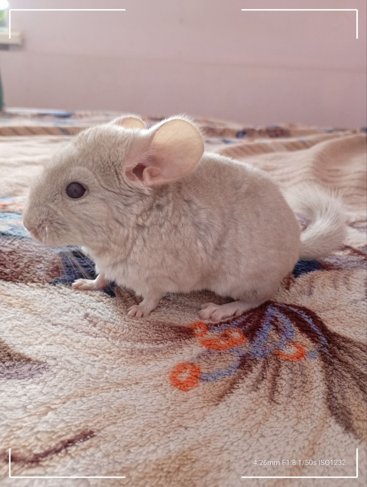 Шиншиля, хлопчик
