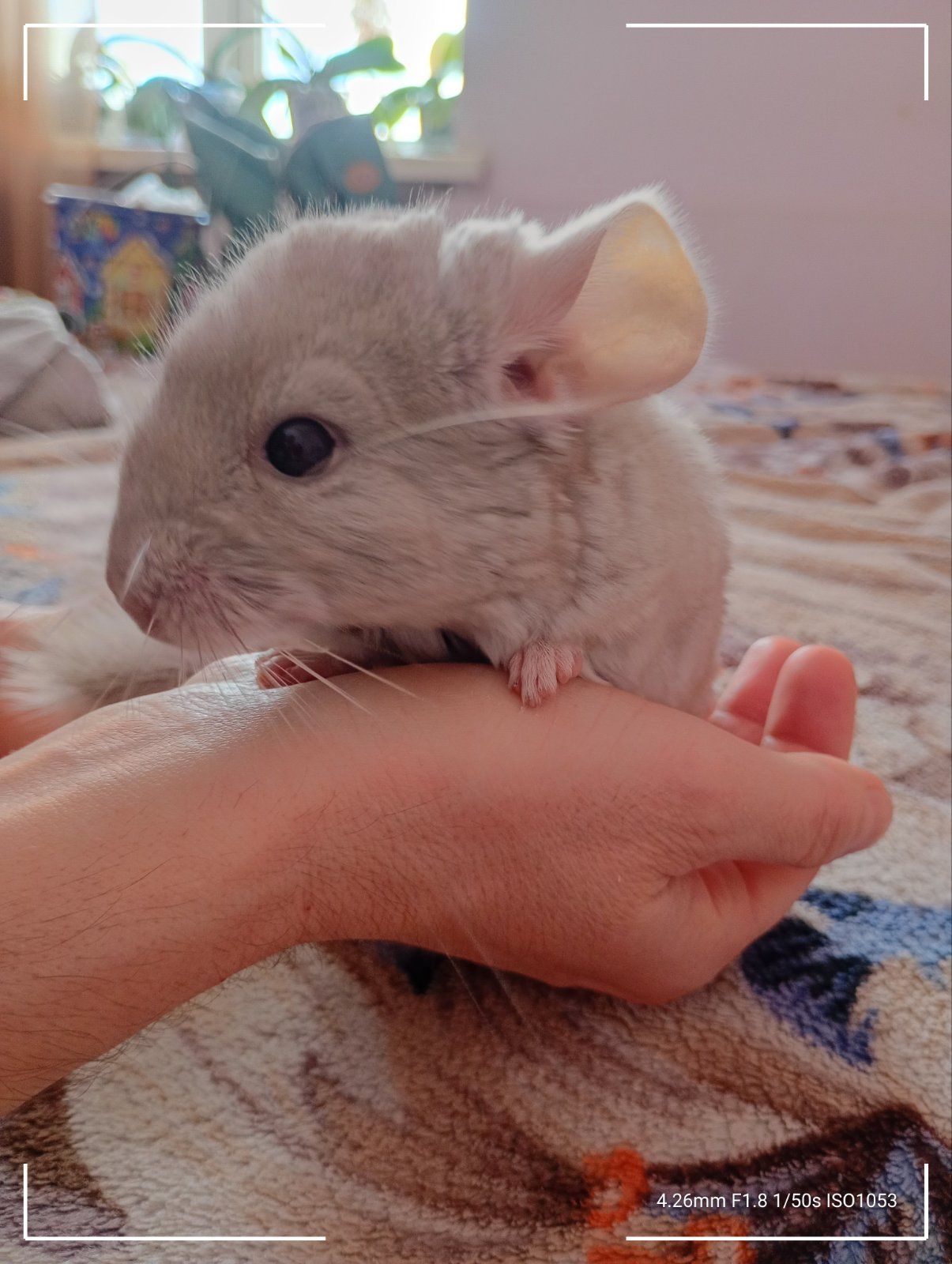 Шиншиля, хлопчик