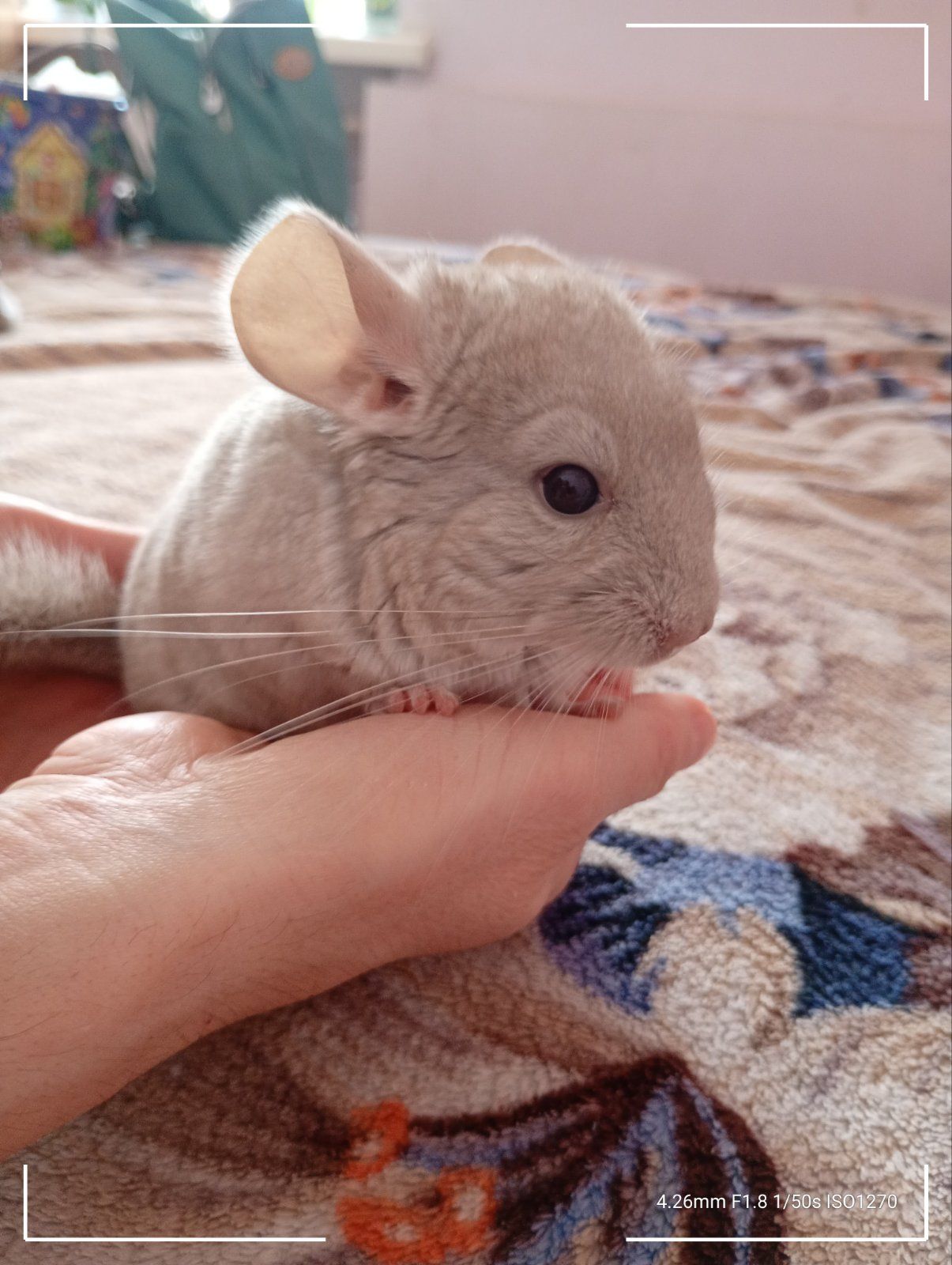 Шиншиля, хлопчик