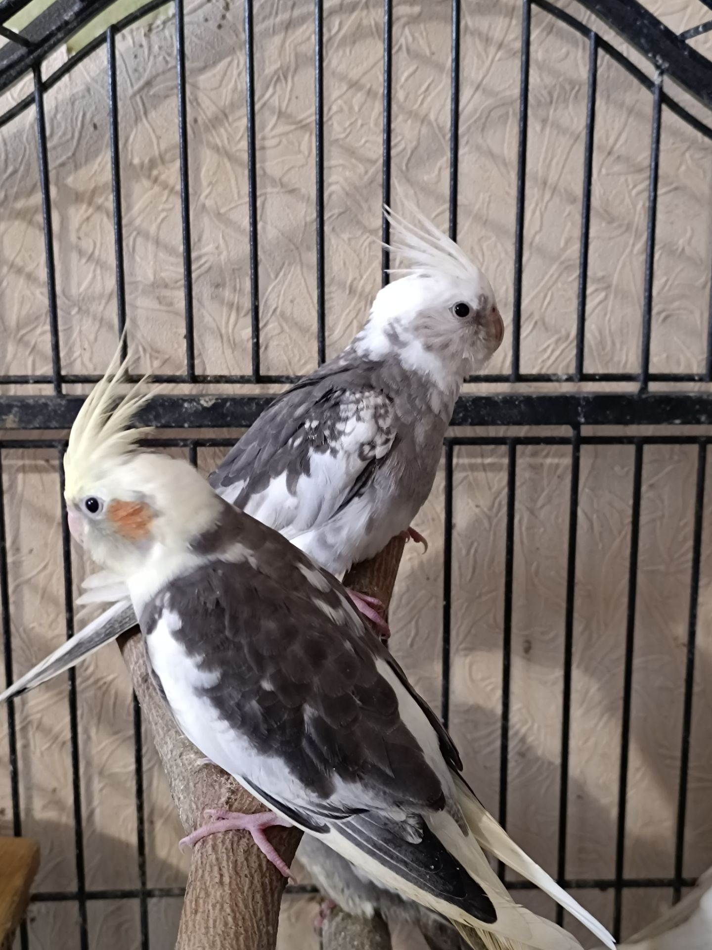 Пропоную чарівних пташенят корелл 🐦