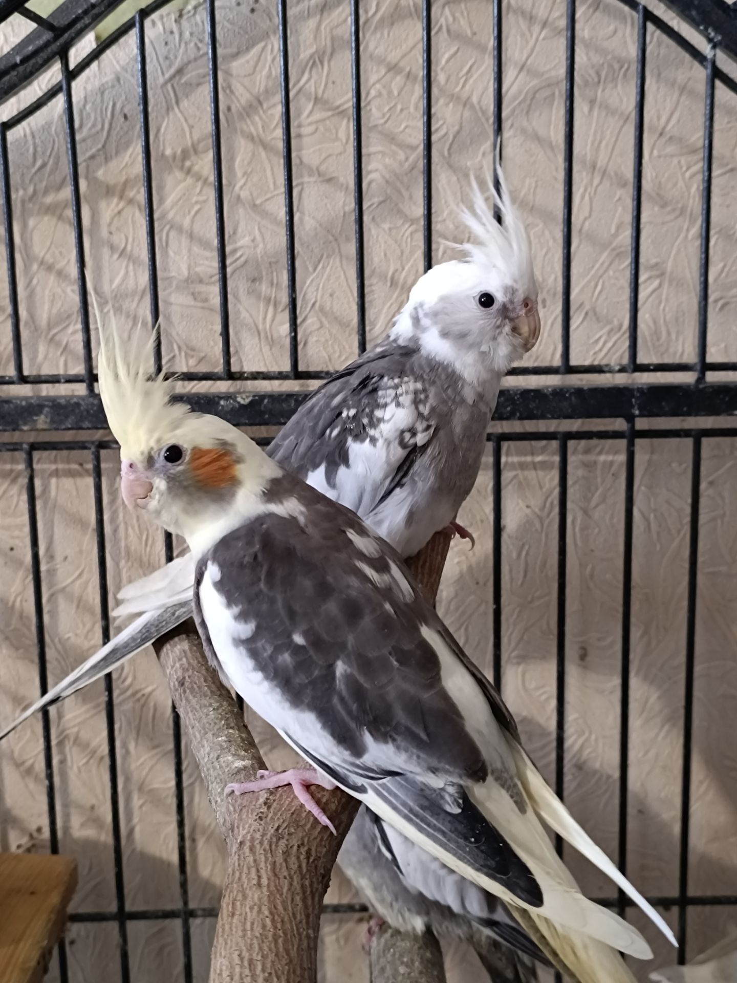 Пропоную чарівних пташенят корелл 🐦