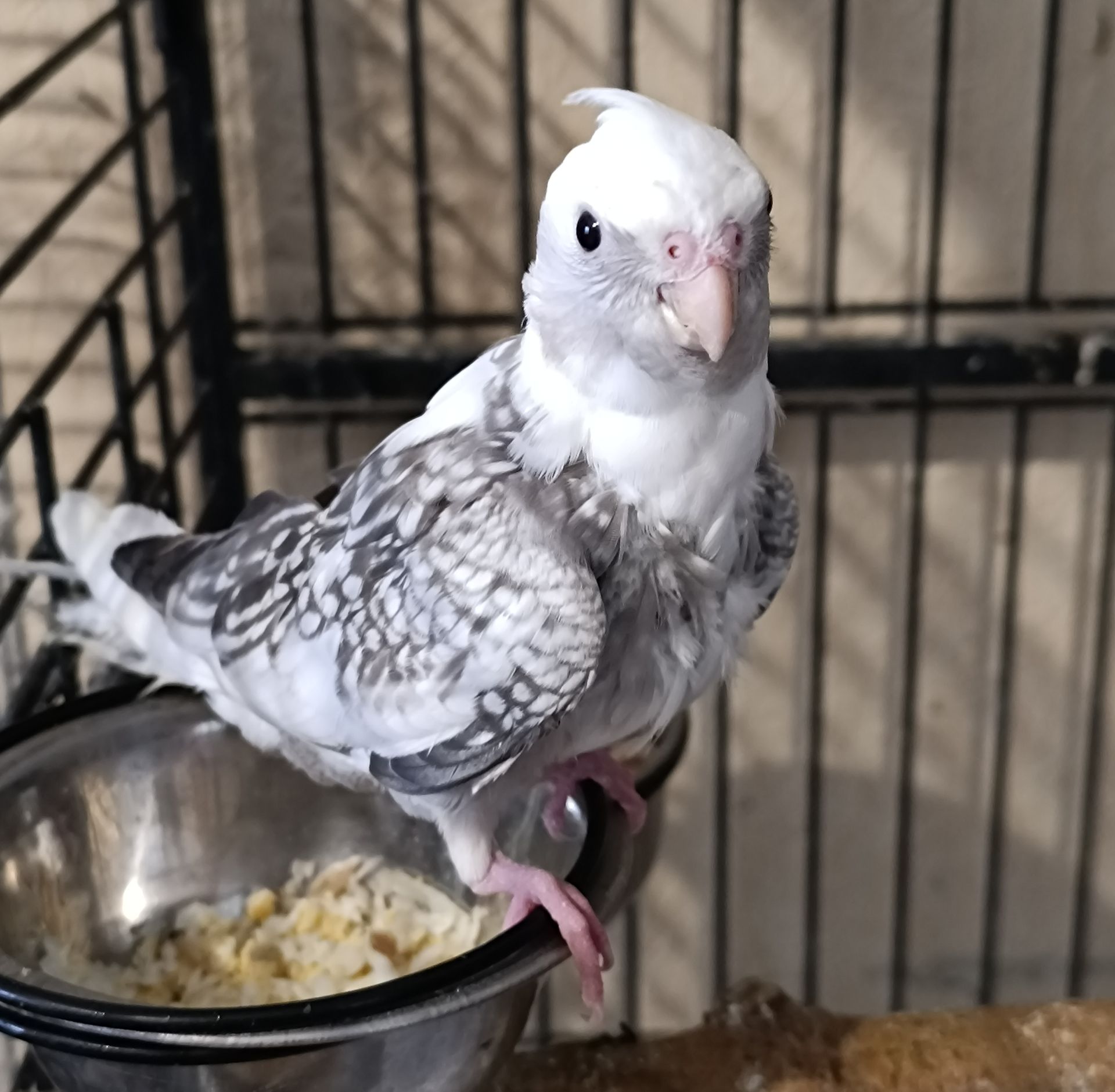Пропоную чарівних пташенят корелл 🐦