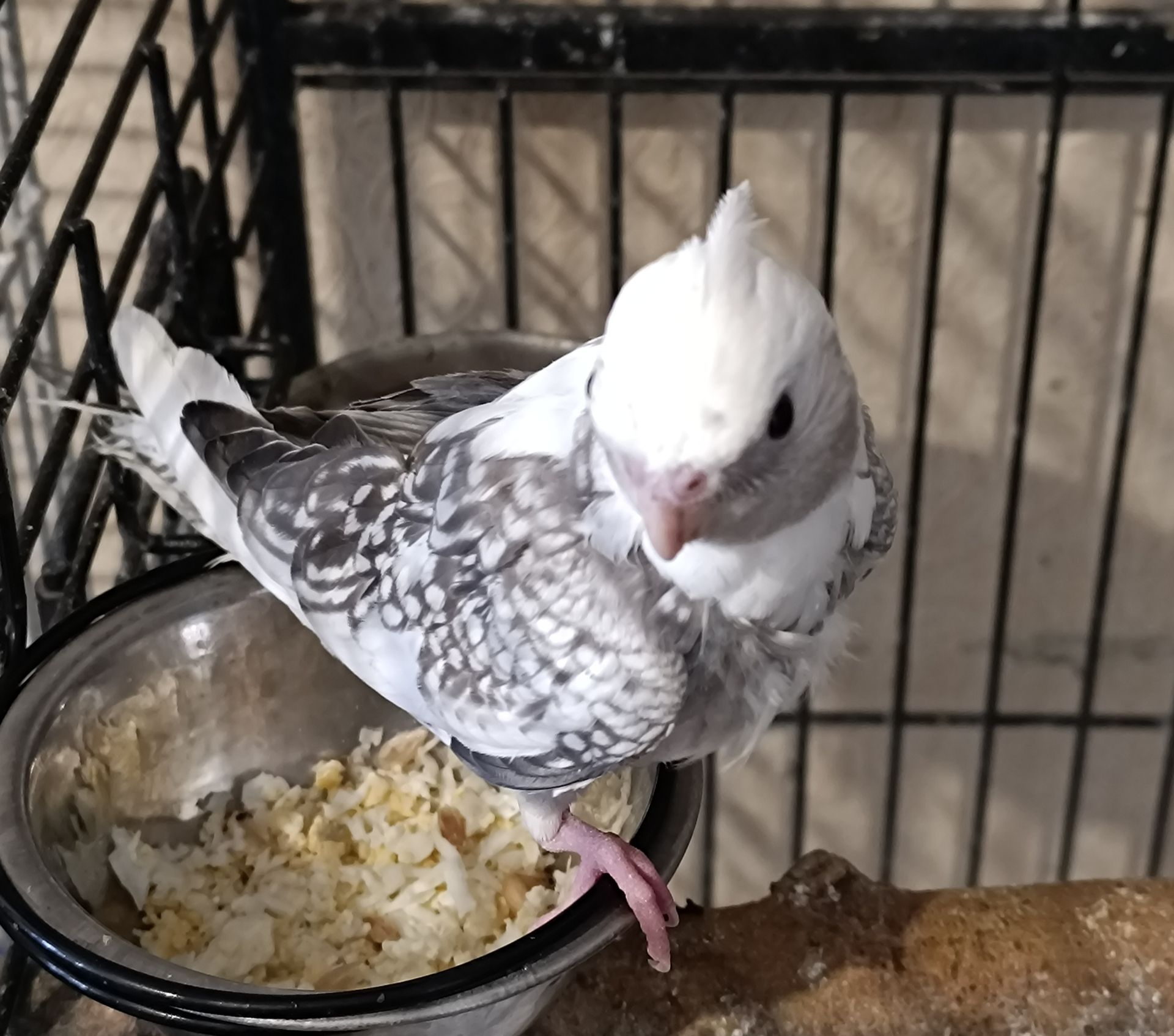 Пропоную чарівних пташенят корелл 🐦