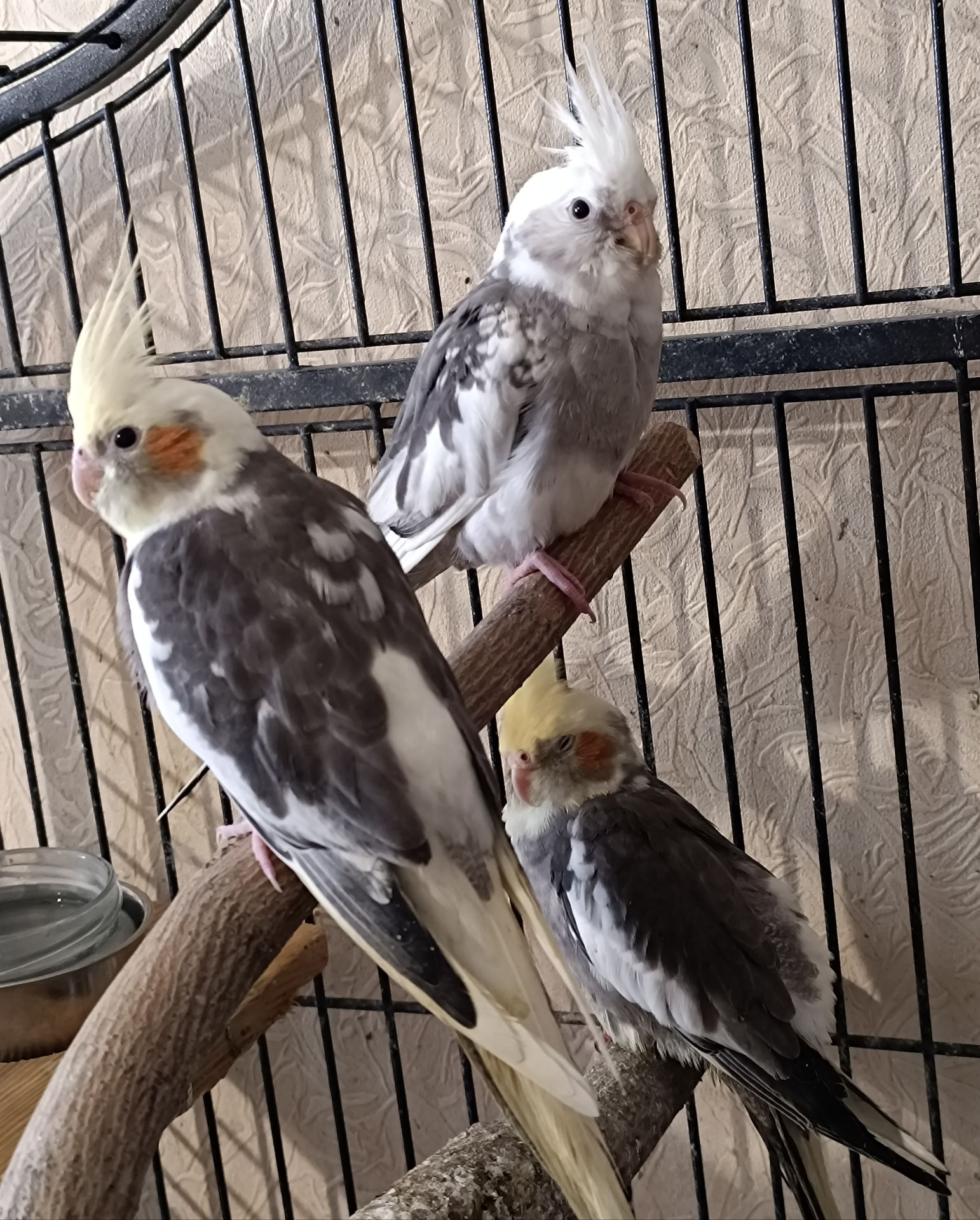 Пропоную чарівних пташенят корелл 🐦
