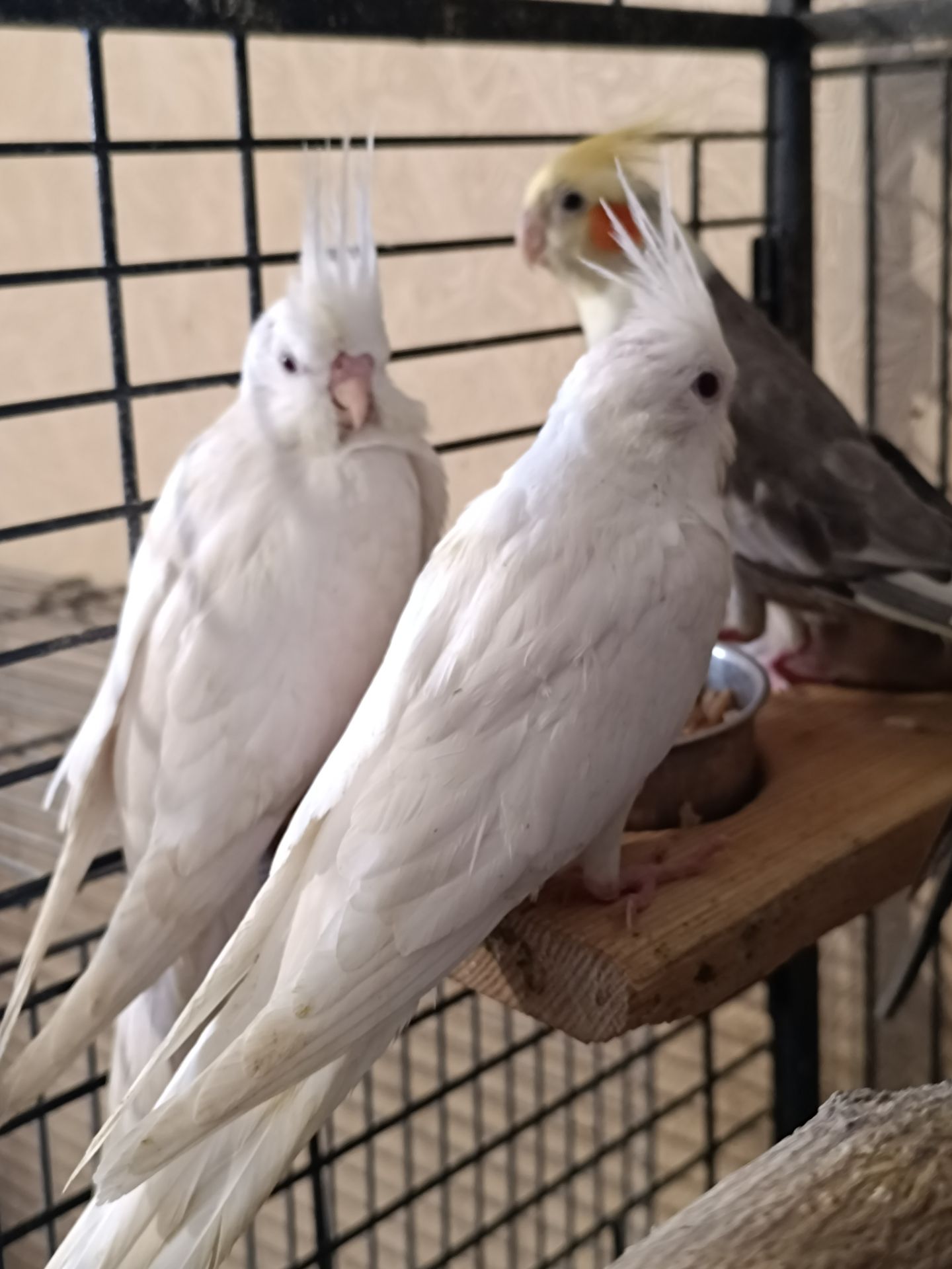 ✨ Элитные птенцы корелл ✨