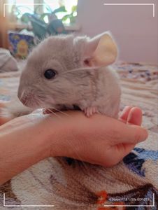 Шиншиля, хлопчик
