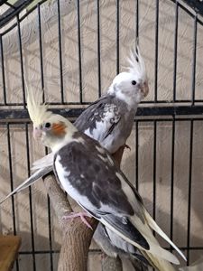 Пропоную чарівних пташенят корелл 🐦