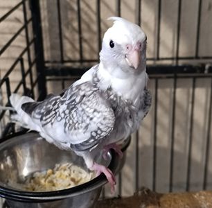Пропоную чарівних пташенят корелл 🐦