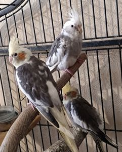 Пропоную чарівних пташенят корелл 🐦