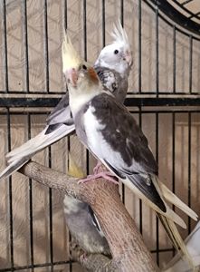 Пропоную чарівних пташенят корелл 🐦