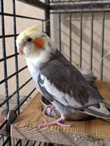 Пропоную чарівних пташенят корелл 🐦