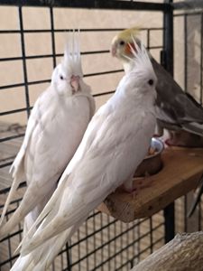 ✨ Элитные птенцы корелл ✨
