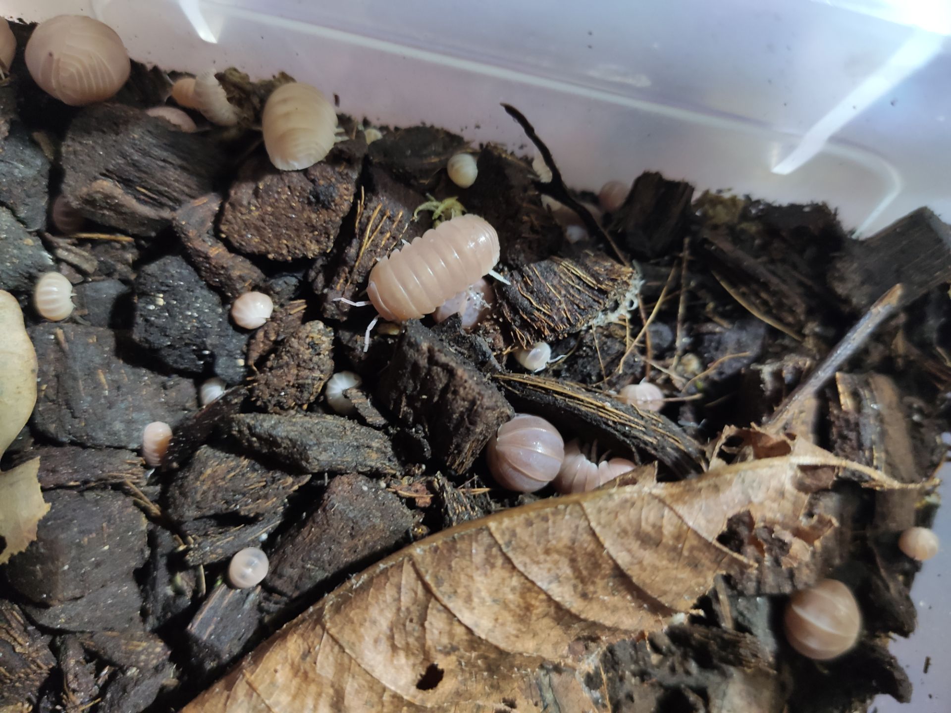 Мокриці Armadillo officinalis "Pink line"