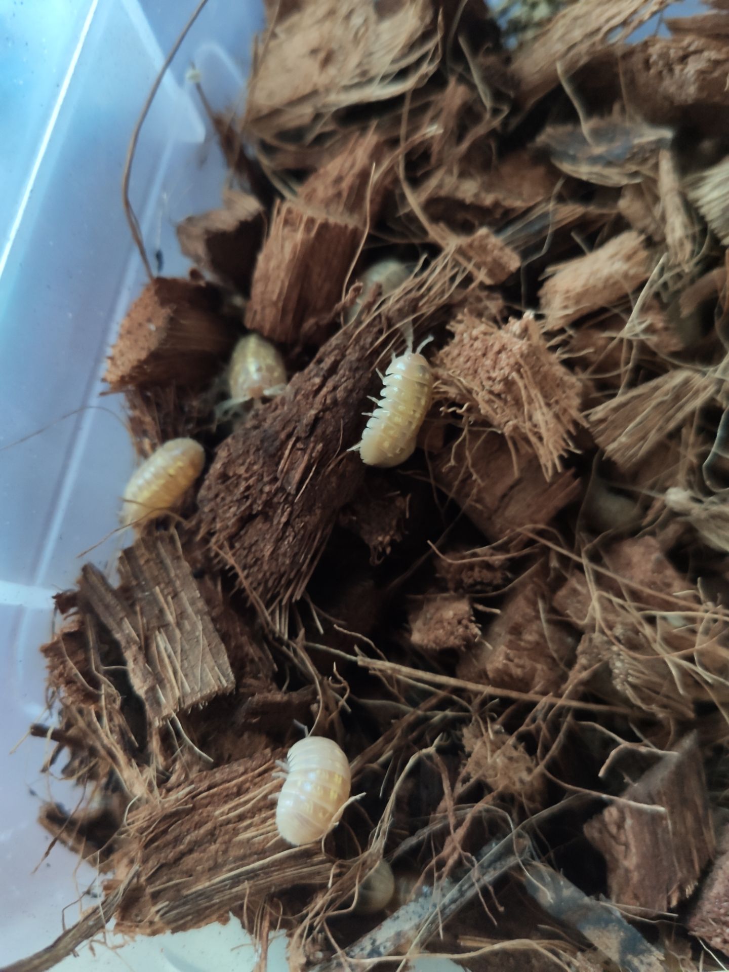 Мокриці Armadillidium vulgare albino t+