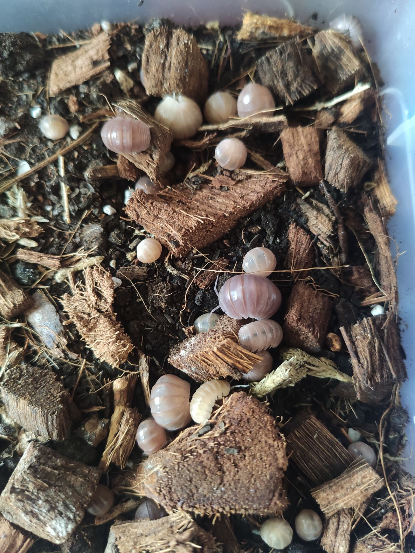Мокриці Armadillo officinalis "Pink line"