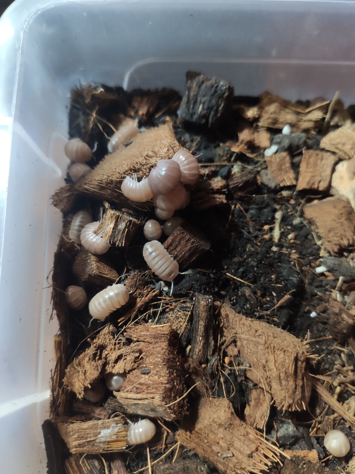 Мокриці Armadillo officinalis "Pink line"