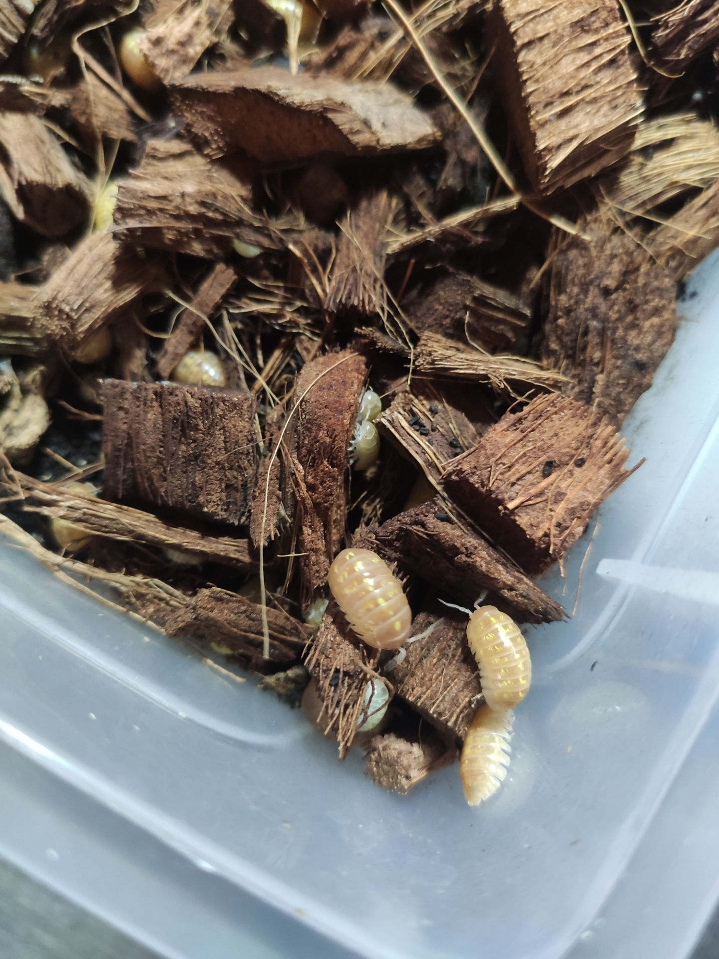 Мокриці Armadillidium vulgare albino t+