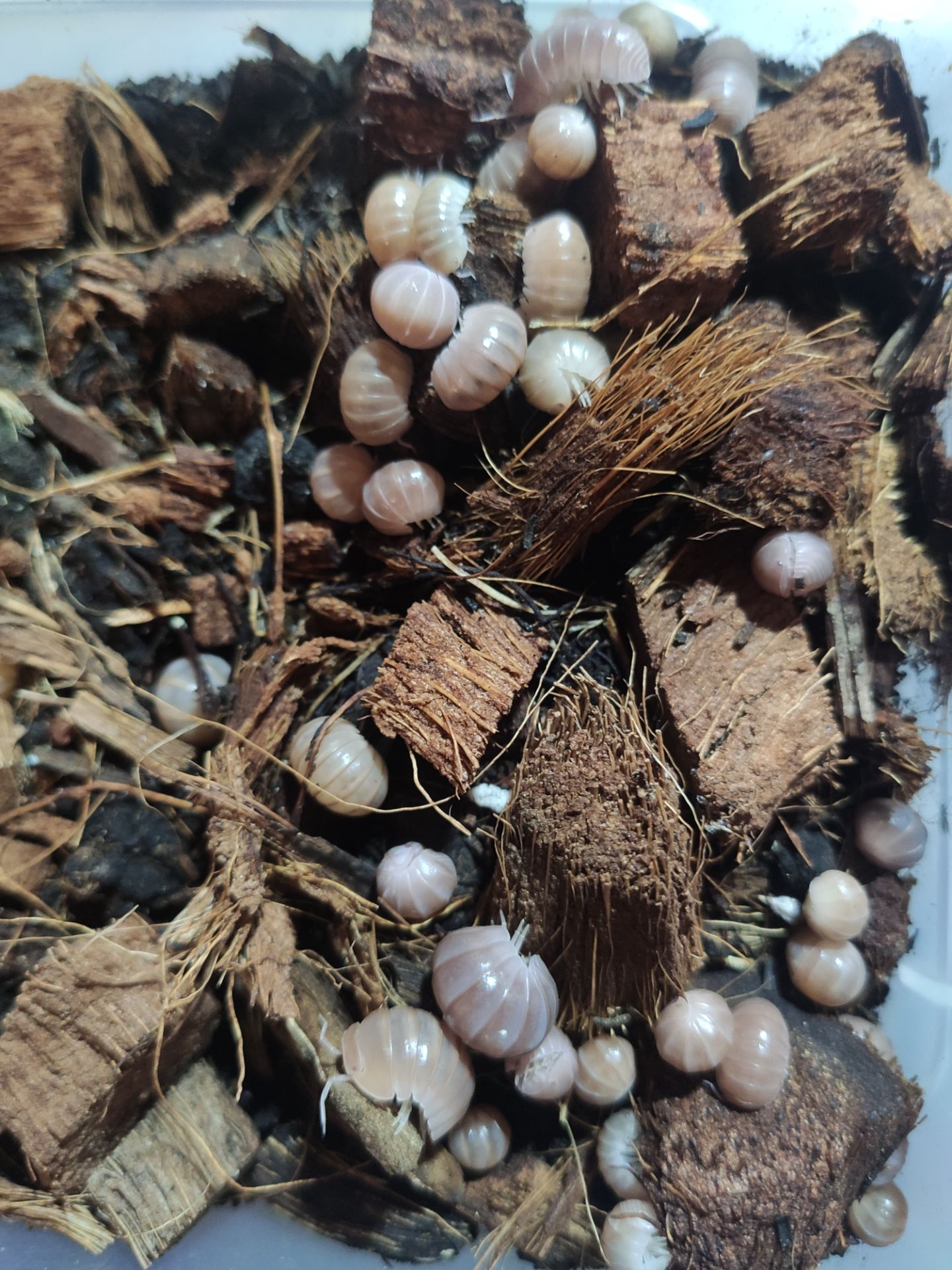 Мокриці Armadillo officinalis "Pink line"