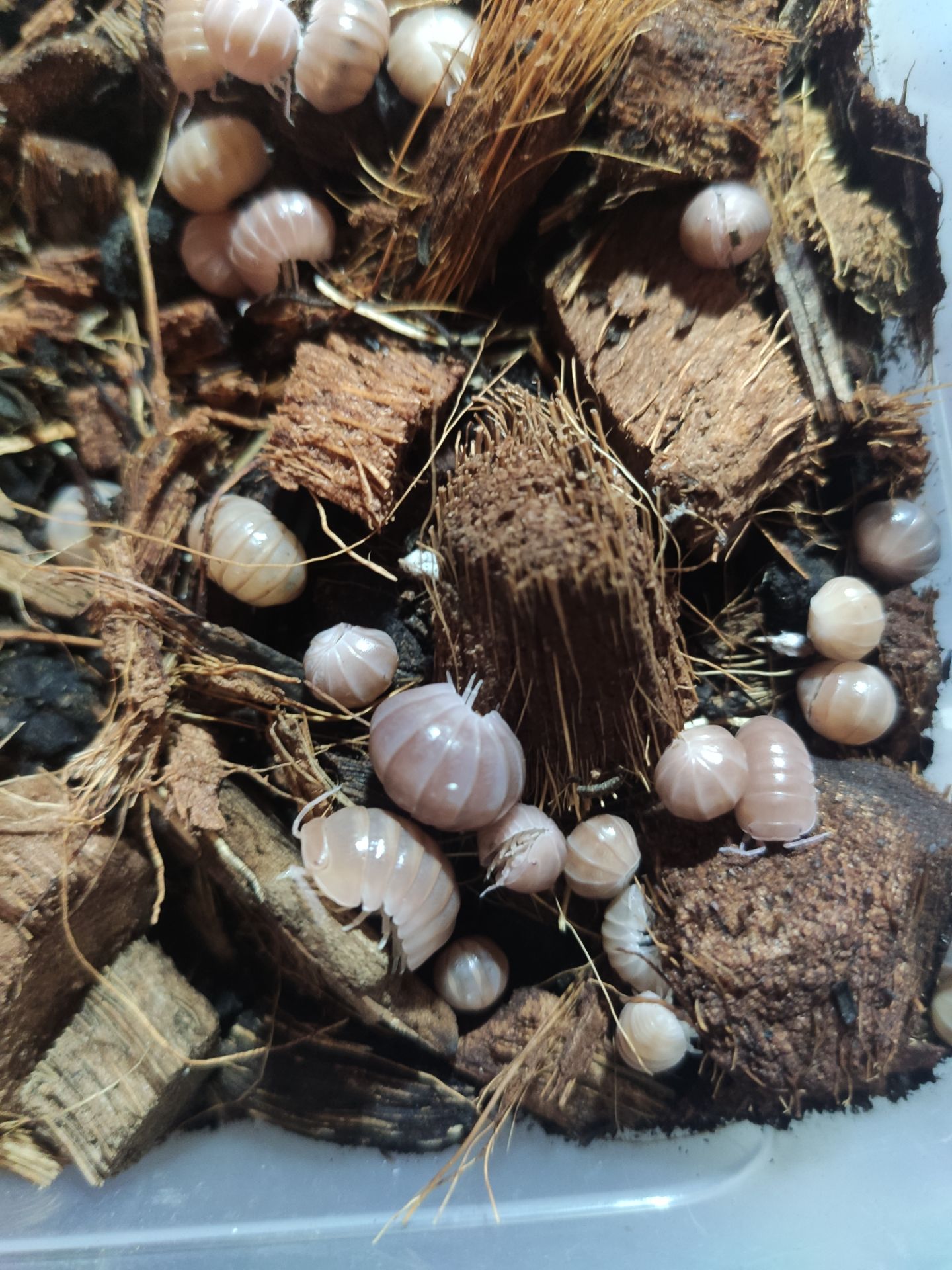 Мокриці Armadillo officinalis "Pink line"