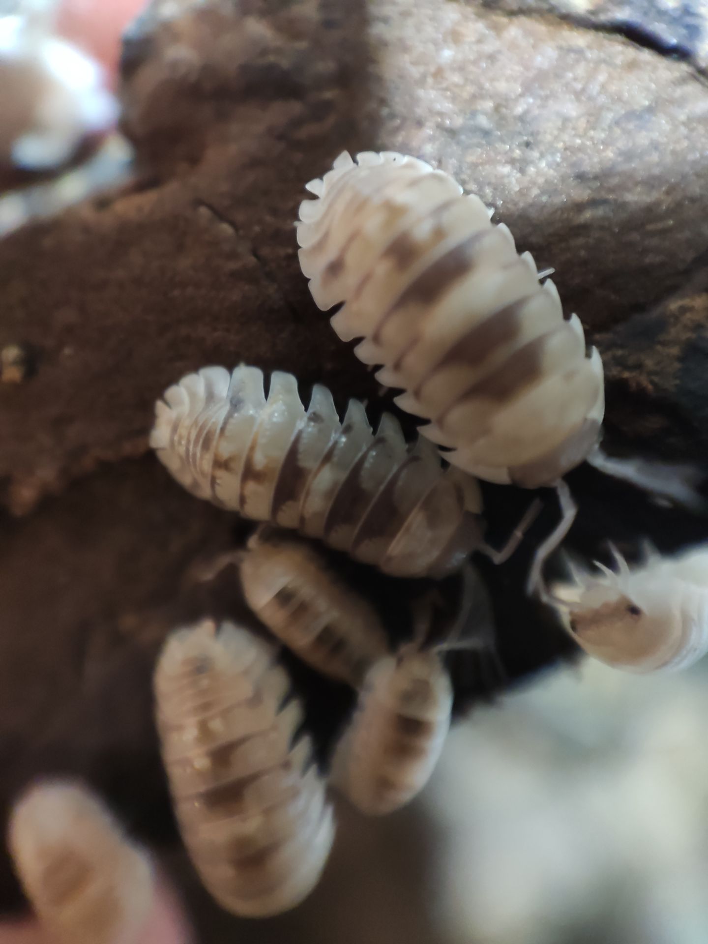 Мокриці Armadillidium marbleized