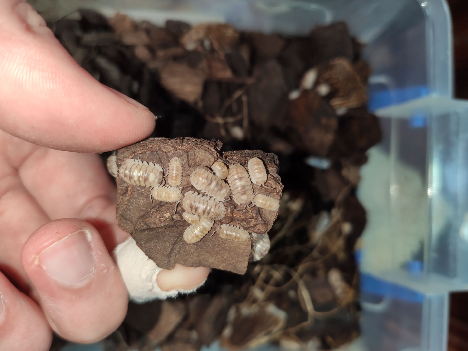 Мокриці Armadillidium marbleized