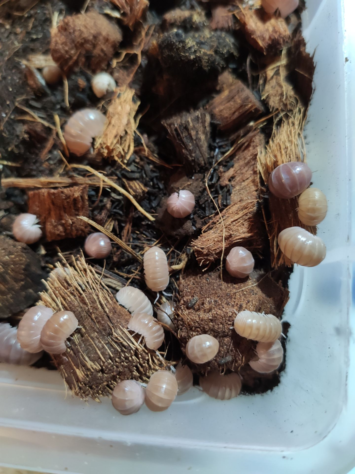 Мокриці Armadillo officinalis "Pink line"