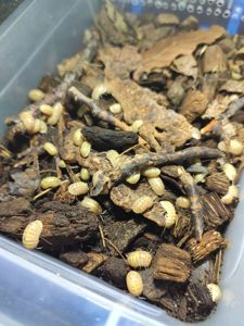 Мокриці Armadillidium vulgare albino t+
