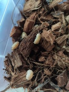 Мокриці Armadillidium vulgare albino t+