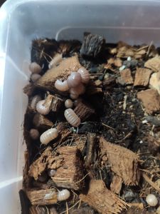 Мокриці Armadillo officinalis "Pink line"