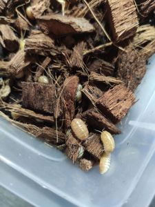 Мокриці Armadillidium vulgare albino t+