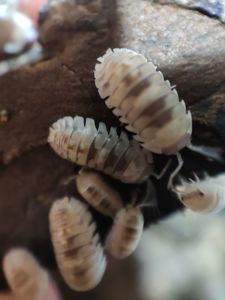 Мокриці Armadillidium marbleized