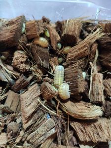 Мокриці Armadillidium vulgare albino t+