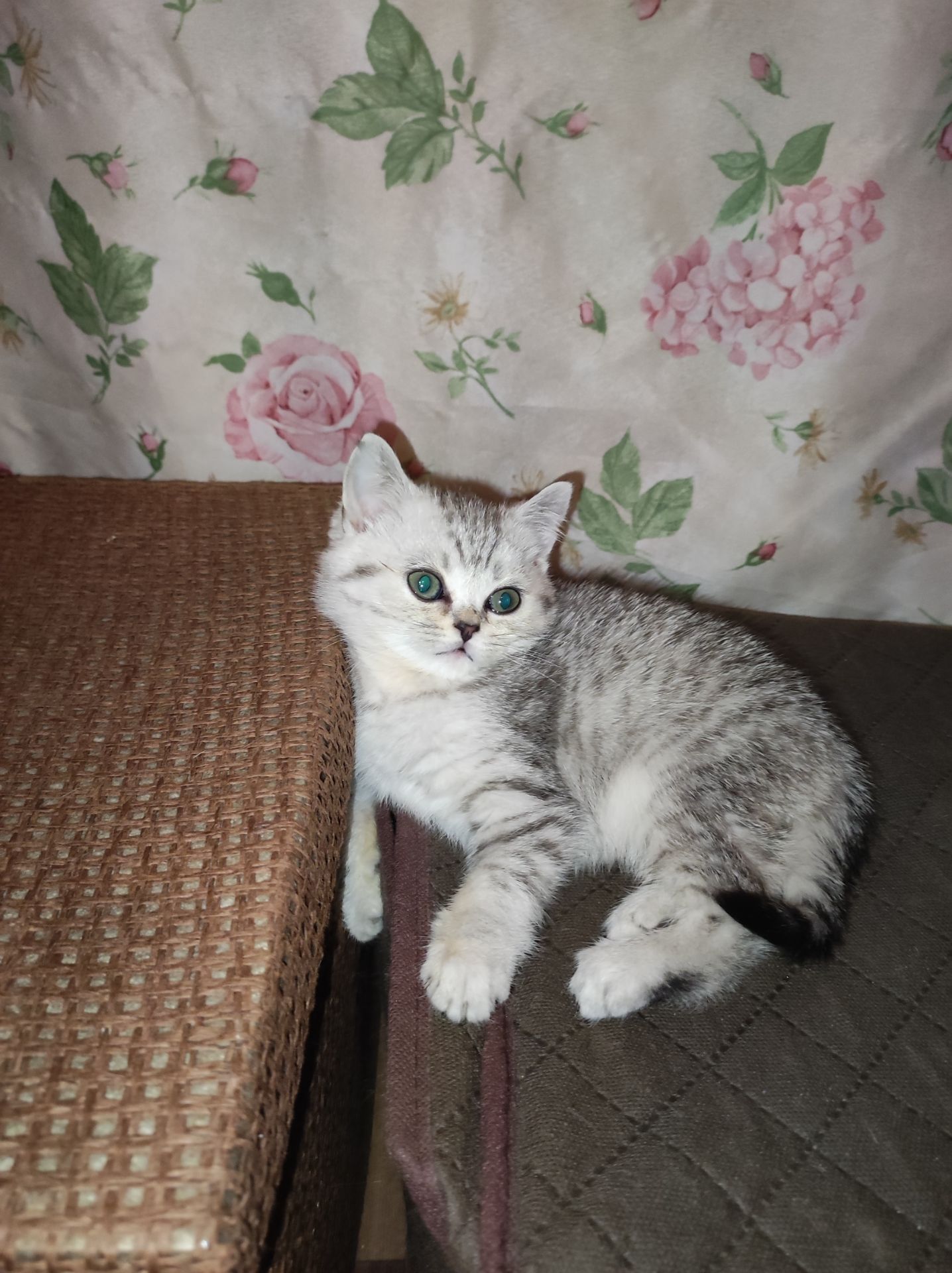 Кошеня шотландська прямовуха