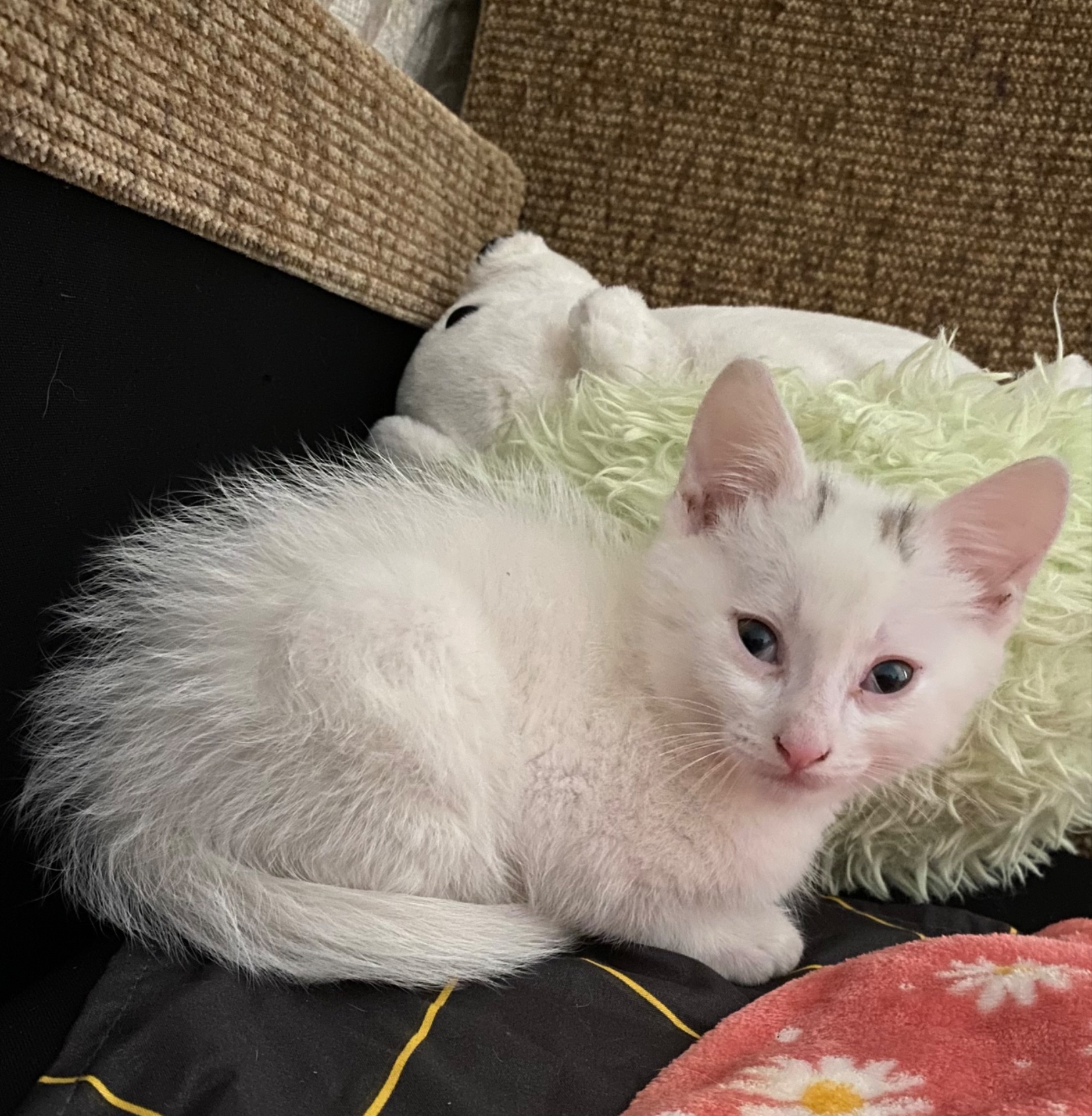 Кошеня 2 місяців