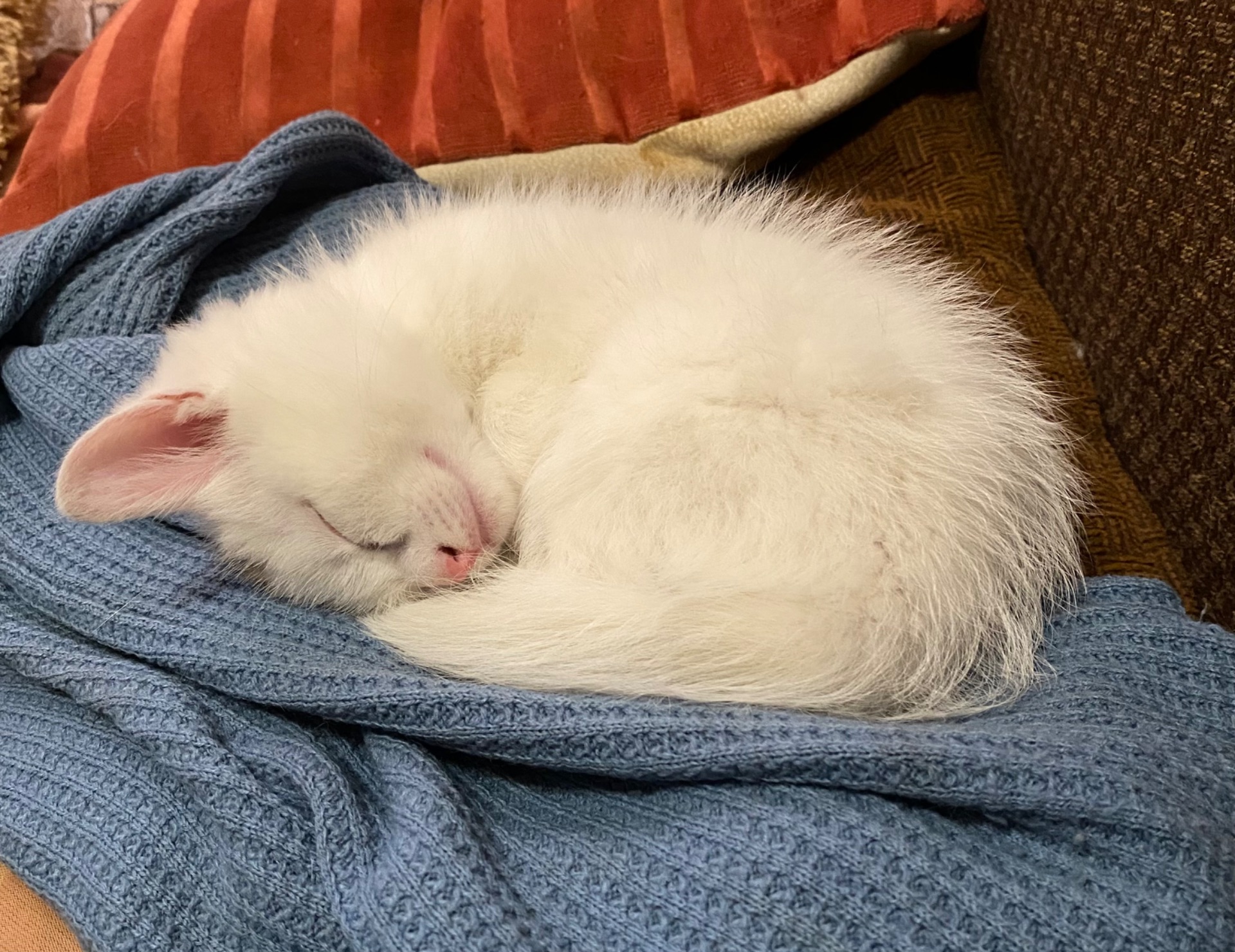 Кошеня 2 місяців