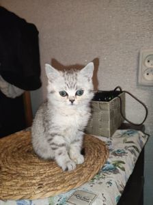 Кошеня шотландська прямовуха