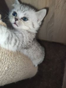 Кошеня шотландська прямовуха