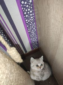 Кошеня шотландська прямовуха