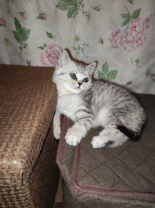 Кошеня шотландська прямовуха