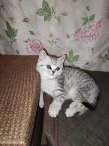 Кошеня шотландська прямовуха