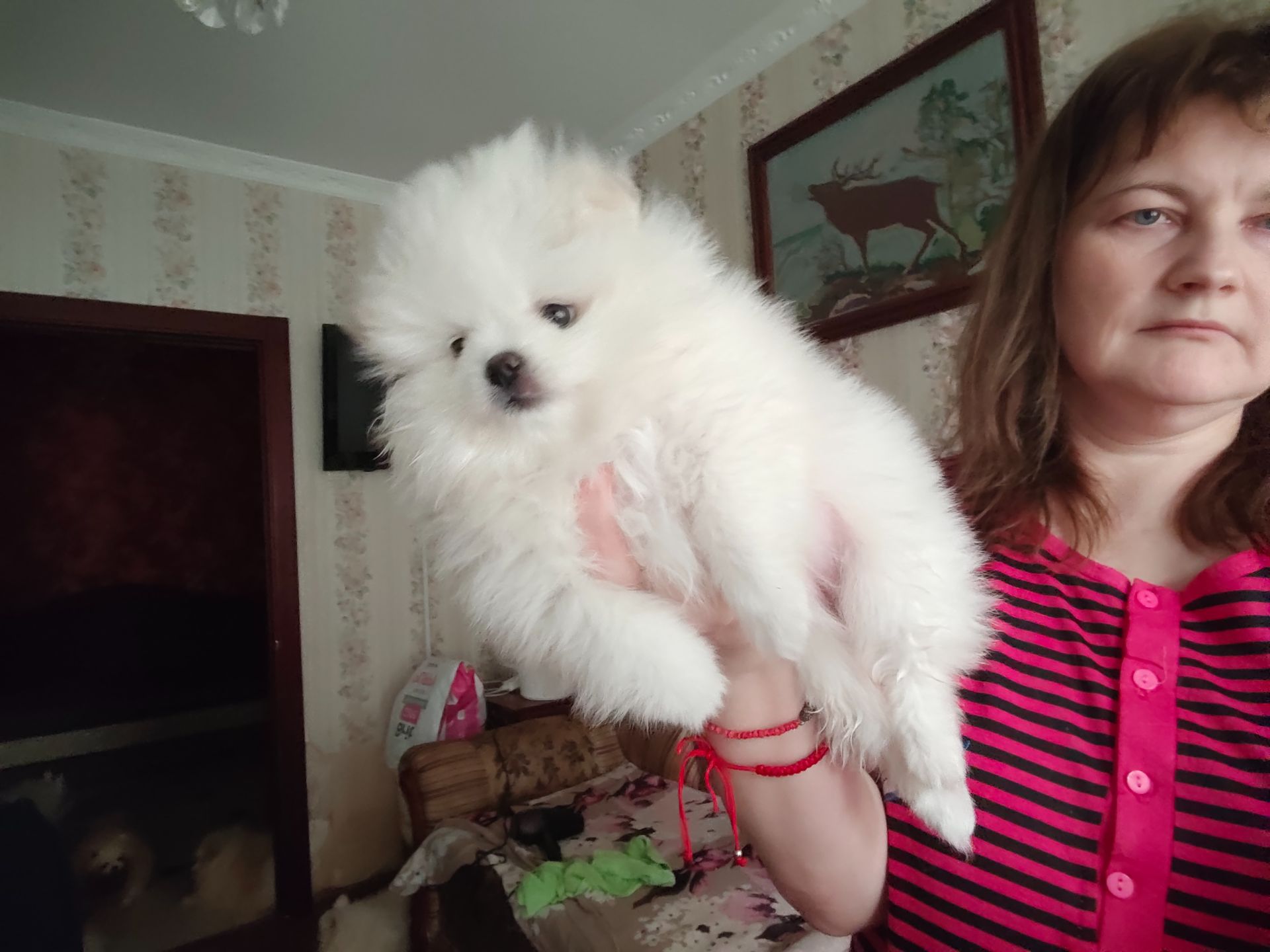 Шпіц дівчинка, з КСУ мішка