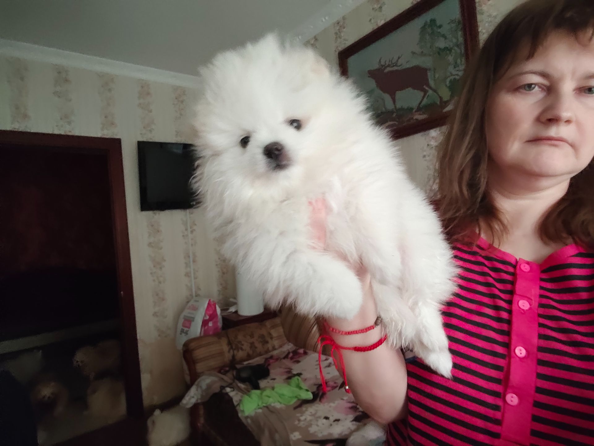 Шпіц дівчинка, з КСУ мішка