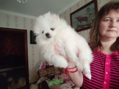 Шпіц дівчинка, з КСУ мішка