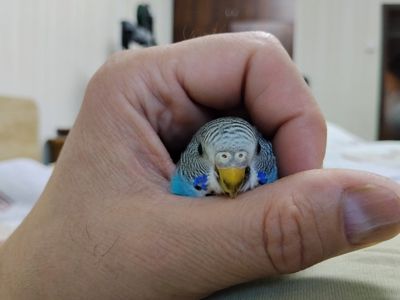 Ручна папужка шукає сім'ю