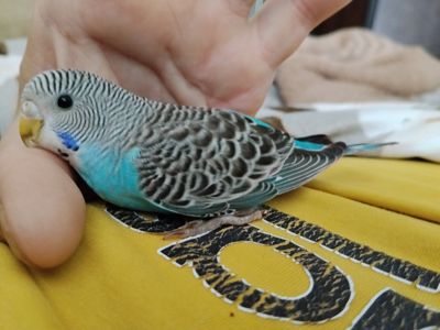 Ручна папужка шукає сім'ю