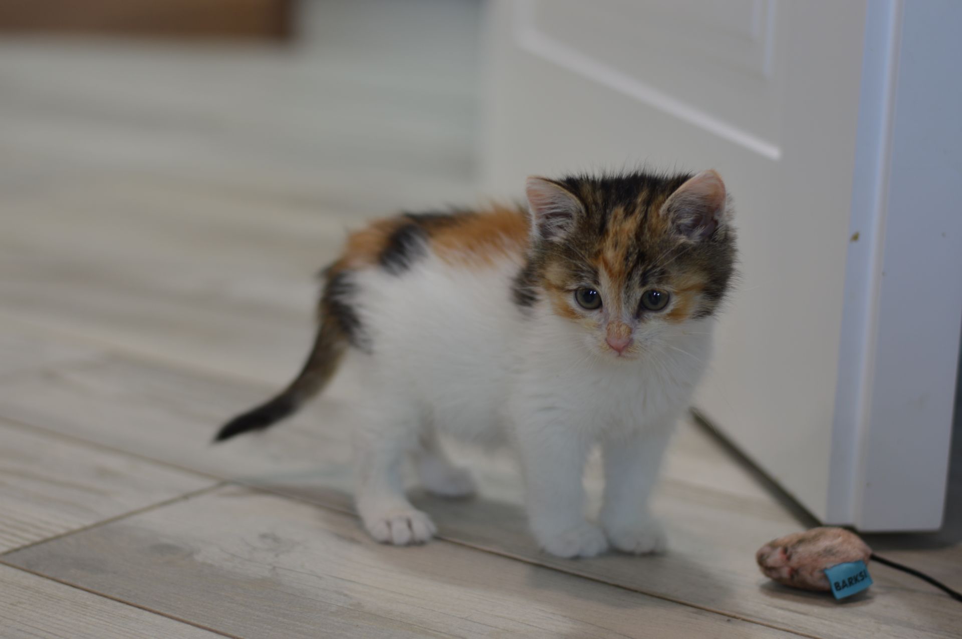 Лотті