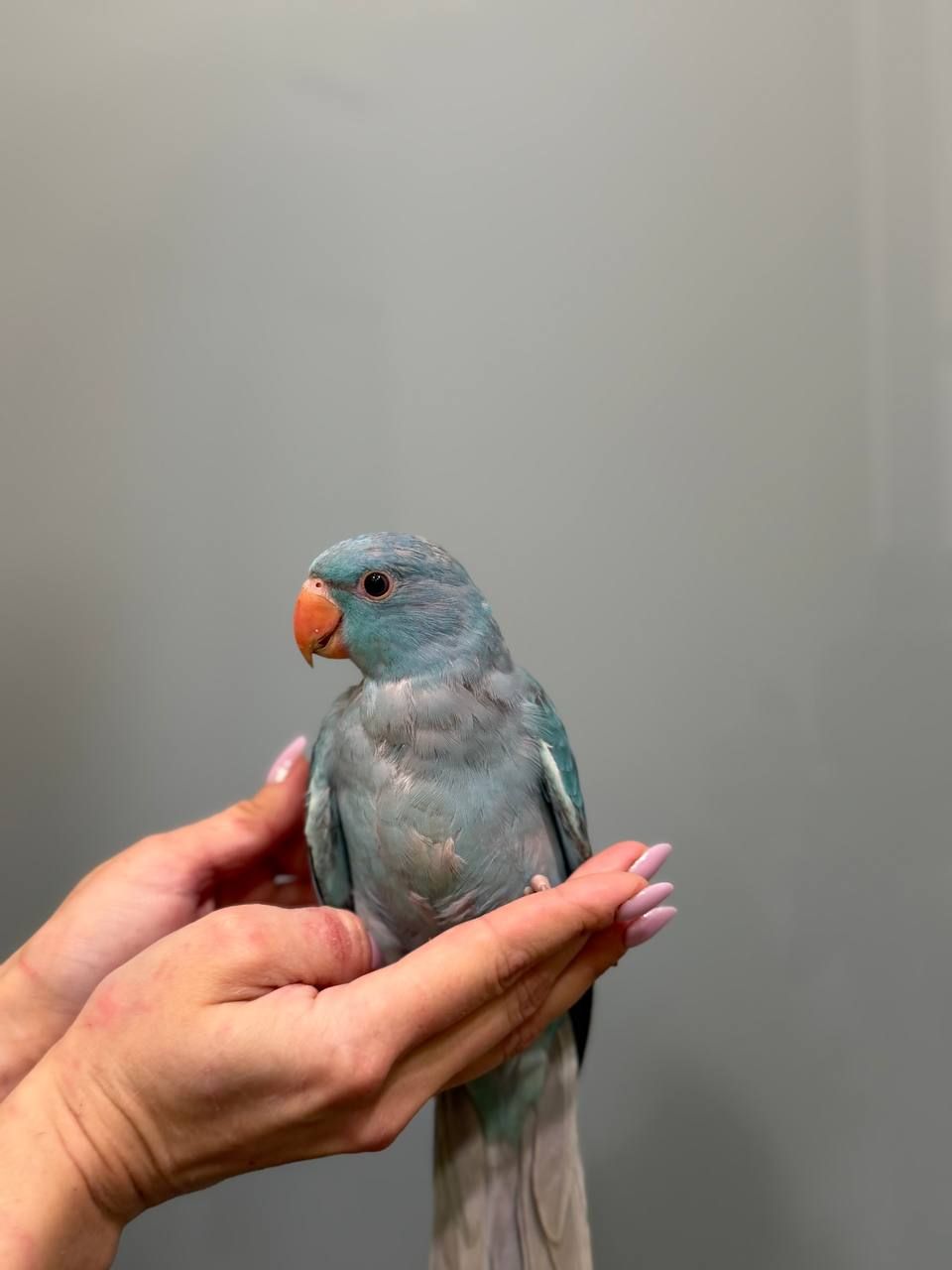 Ожереловий індійський папуга, кольорові намистови папуги викормиші