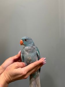 Ожереловий індійський папуга, кольорові намистови папуги викормиші