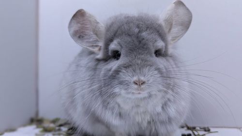 Шиншила хлопчик Фіолет