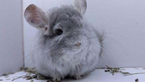 Шиншила хлопчик Фіолет
